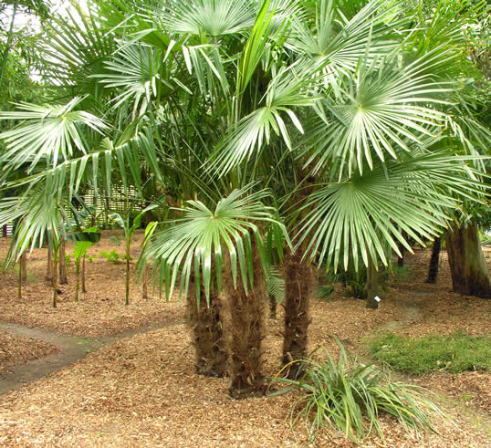 trachycarpus-fortunii